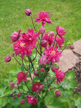 Shipped From Us 100 Clementine Red Double Columbine Aquilegia Seeds, LC03 - £16.78 GBP