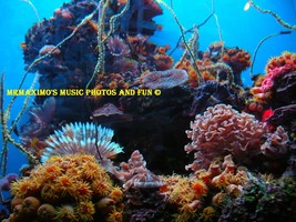 Digital Image Photograph Maui Ocean Center Aquarium - £0.69 GBP