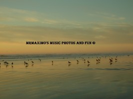 Digital Image Photograph Birds Resting Seaside Oregon Sunset - £0.69 GBP