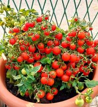 15 Window Box Red Micro Dwarf Tomato Seeds  - $3.99