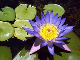 10 seeds  Blue Water Lily Pad Nymphaea Caerulea Asian Lotus Flower Pond - £6.77 GBP
