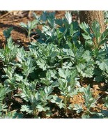 Japanese Mugwort Seeds-YOMOGI - Artemisia princeps, 2,000 Heirloom seeds - €6,01 EUR
