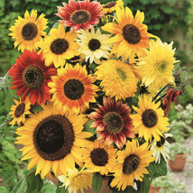 New Fresh Seeds Sunflower Here Comes The Sun Mix 6 Types Bees Love Sunflowers 50 - $7.96