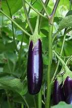 Bellfarm Organic Heirloom Eggplant Seeds No DL011C - £9.41 GBP