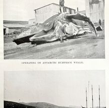 Shore Station Humpback Butchery 1926 Nautical Antique Print Whale Huntin... - $366.69 MXN