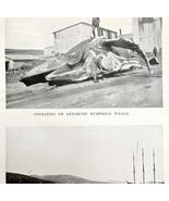 Shore Station Humpback Butchery 1926 Nautical Antique Print Whale Huntin... - $28.01 CAD