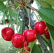 Prunus Avium (Wild Sweet Cherry) 1-2 year old plant rooted - £20.36 GBP