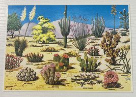 Postcard Cacti and Desert Flora of the Great Southwest Vintage - $5.21