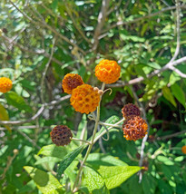 Globosa Orange Ball Tree 20 Seeds 100 Seed/Pack - $358.71 MXN