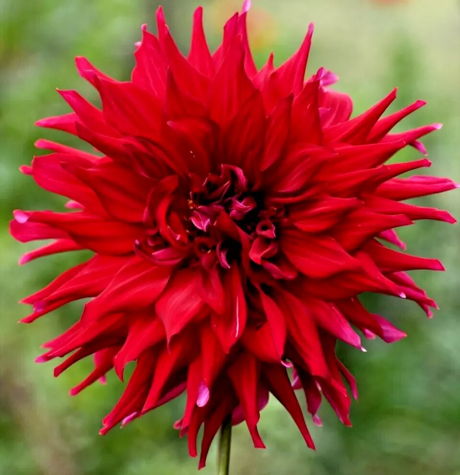 Dahlia HOLLY HOUSTON SEMI CACTUS RED 1 Live Flower Plant Bulb Tuber 8&quot; B... - €32,73 EUR