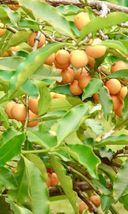 Big Lemon Drop Mangosteen Fruit Tree (Garcinia intermedia) - £135.34 GBP
