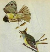 Crested Flycatcher Bird 1946 Color Plate Print John James Audubon Nature... - $39.99