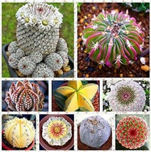 SL 200 Lithops Seeds - £2.18 GBP