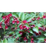 SD Old Fashioned Weigela Florida Bush Shrub Flower Seeds Fast Grow - $18.45