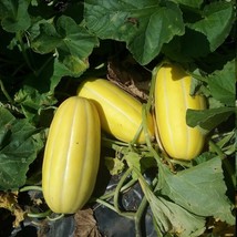 50 Giant Korean Melon Golden Seeds New Fresh Seeds USA - $13.40