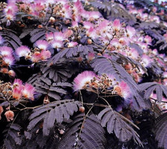 THJAR 10 Summer Chocolate Mimosa Tree Seeds Silk Tree Albizia julibrissin Seed 1 - £6.11 GBP