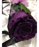 Deep purple roses seeds- 20 seeds - code 750 - $110.24 MXN Deep purple roses seeds- 20 seeds - code 750 - $110.24 MXN