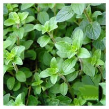 Fresh 1000+ Common Italian Oregano Seeds Non-Gmo Heirloom Seeds - $7.50