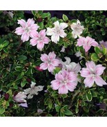 Pink Mountain Serissa Tree 2.5 inch  Pot House Plant Fairy Garden Plant ... - $33.96