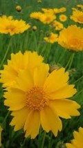 Coreopsis, Lanceleaf Flower Seeds, Beautiful Golden-Yellow Blooms. - £4.77 GBP