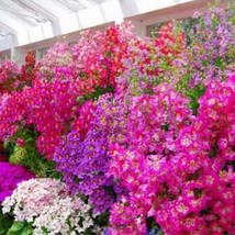 Schizanthus X Wisetonensis Angel Wings Butterfly Flower Mix Seed Garden Fast Shi - £5.97 GBP