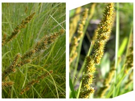 Carex vulpinoidea Tussock Sedge Live Plant Bareroot - £25.85 GBP