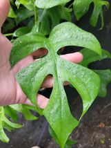 Monstera Ginny Live Plant Rhaphidophora Tetrasperma In 4&quot; Pot Mini Split Leaf - £21.83 GBP