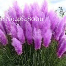 300 Pcs Colorful Pampas Grass Cortaderia Very Flower Plants Cortaderia Selloana  - £8.93 GBP