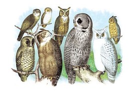 A Hoot of Owls 20 x 30 Poster - $25.98