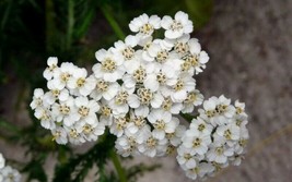 20 Seeds Yarrow Perennial White Flower Plant Quick Heirloom Seeds Create Wonders - $8.35