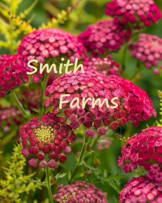 25 Seeds Pink Achillea Millefolium Flowers Yarrow Fresh USA Fast Shipping - $16.50