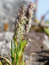 50 Pcs Goldentop Tootbrush Grass Seeds #MNSB - £11.98 GBP