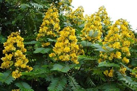 KKG Senna Siamea 20 Seeds Cassia Kassod Thailand Flowering Shower Tree F... - $166.87 MXN