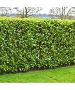 5 Cherry Laurel Shrubs Hedges Trees 6-12 Inch Tall Live Plants 2.5 Inch ... - $192.90