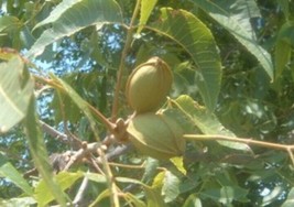 2 Live Pecan Tree Seedlings- Live Rooted- 1 Year Old Plants- Ready To Plant - $29.65