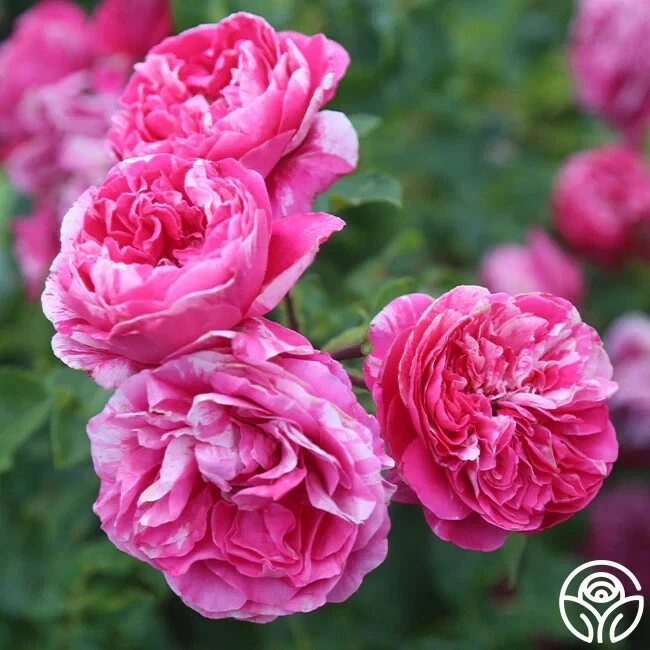 25 Seeds Raspberry Cream Twirl Flowers Rose Fast US Shipping - $13.37 CAD
