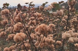 25 Brown Cotton Gossypium Seeds Shipper Best Price From US - £7.36 GBP