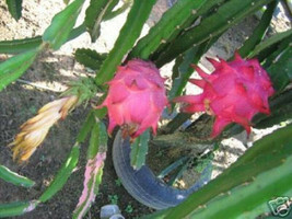 Dragon fruit pitaya white flesh edible cactus exotic rare plant seed 1000 seeds - £23.50 GBP