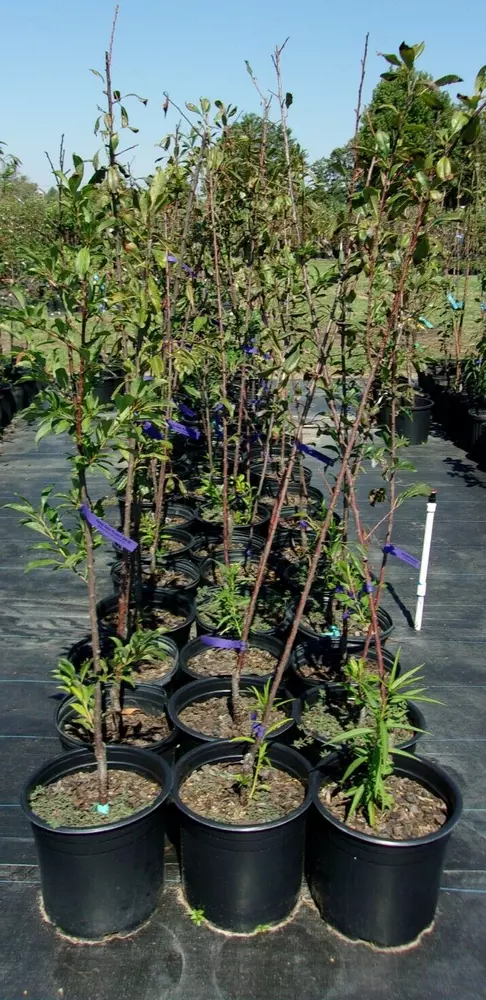 Spring Satin Plumcot 4 6 Ft Fruit Tree Plant Trees Sweet Plums Garden Plants - £147.75 GBP