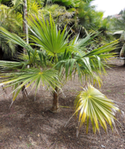 5 Pc Seeds Barbados Thatch Palm, Coccothrinax barbadensis Seeds for Planting |RK - £15.10 GBP