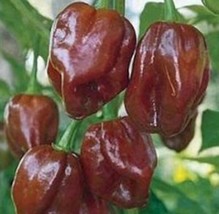 10 Chocolate Habanero Seeds Spicy/Hot Pepper Grown In Usa USA Seller Garden Fres - £10.26 GBP