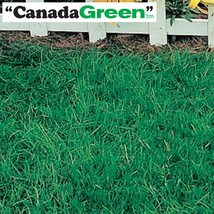6lbs. Canada Green Grass Seed - £56.02 GBP