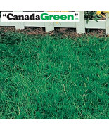 6lbs. Canada Green Grass Seed - £56.91 GBP