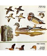 Wood Duck Tree Duck Varieties And Types 1966 Color Bird Art Print Nature... - $28.01 CAD