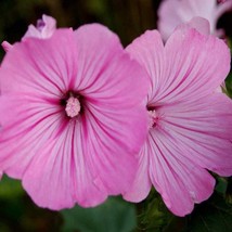 New Fresh Seeds Rose Mallow Seeds Lavatera Trimestris Loveliness Flower Seed 200 - $17.98