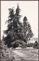 Santa Rosa, CA Cedar of Lebanon Tree RPPC - Luther Burbank Burial Site Postcard - £9.70 GBP