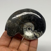 110.3g, 2.8&quot;x2.2&quot;x0.9&quot;, Large Goniatite Ammonite Polished Mineral @Morocco, B236 - £12.78 GBP