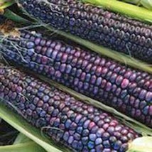USA Non GMO Corn Hopi Ornamental Indian Corn 18 Seeds - £6.30 GBP