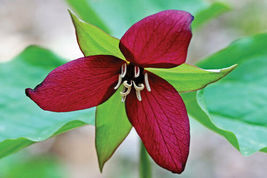 10 Red Trillium bulbs Wood Lily   image 4