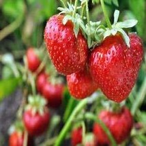 Hirts Evie Everbearing Strawberry Plants, 10 Plants Bareroot  - $19.95